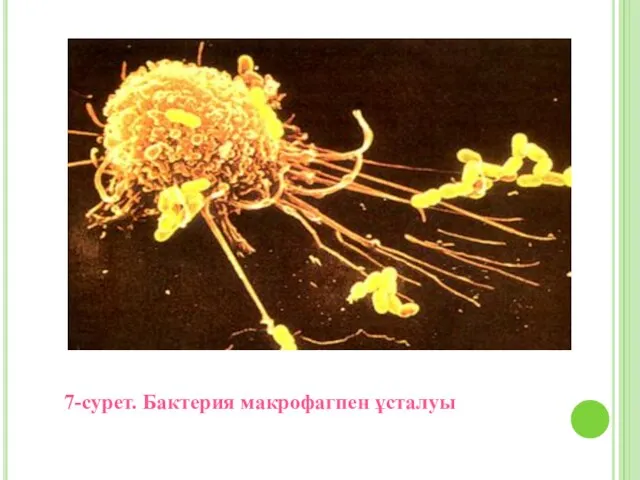 7-сурет. Бактерия макрофагпен ұсталуы