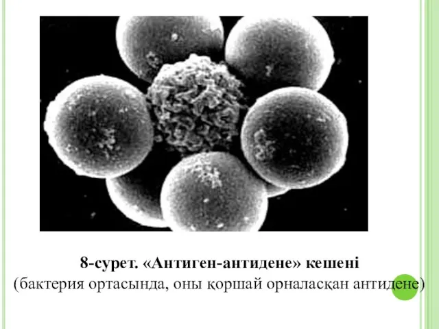 8-сурет. «Антиген-антидене» кешені (бактерия ортасында, оны қоршай орналасқан антидене)