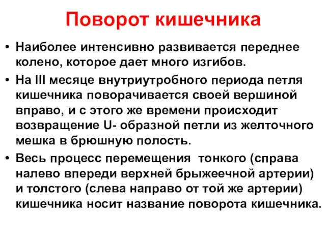 Поворот кишечника Наиболее интенсивно развивается переднее колено, которое дает много