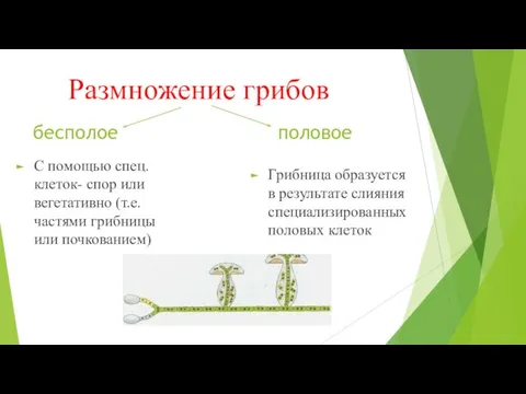 Размножение грибов Грибница образуется в результате слияния специализированных половых клеток