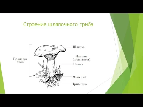 Строение шляпочного гриба