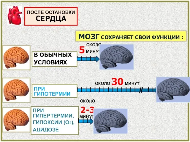 ПОСЛЕ ОСТАНОВКИ СЕРДЦА В ОБЫЧНЫХ УСЛОВИЯХ ПРИ ГИПОТЕРМИИ ПРИ ГИПЕРТЕРМИИ,