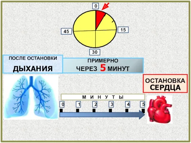 С ПОСЛЕ ОСТАНОВКИ ДЫХАНИЯ ОСТАНОВКА CЕРДЦА 0 1 2 3 4 5 0