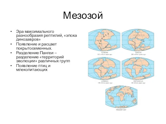 Мезозой Эра максимального разнообразия рептилий, «эпоха динозавров» Появление и расцвет