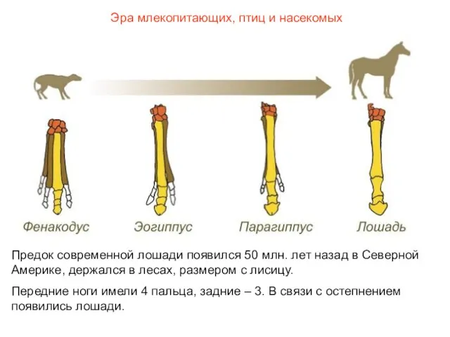 Эра млекопитающих, птиц и насекомых Предок современной лошади появился 50