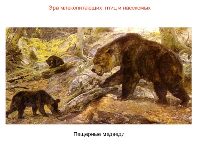Эра млекопитающих, птиц и насекомых Пещерные медведи