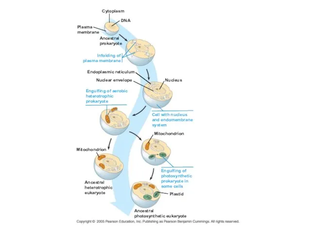 Plasma membrane Cytoplasm DNA Ancestral prokaryote Endoplasmic reticulum Nuclear envelope