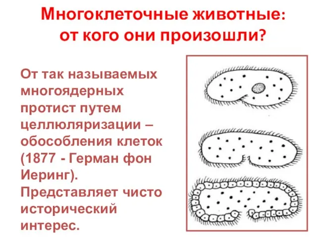 Многоклеточные животные: от кого они произошли? От так называемых многоядерных