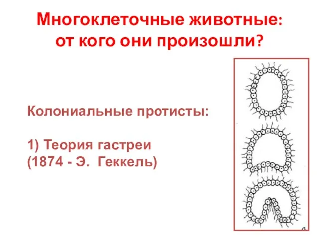 Многоклеточные животные: от кого они произошли? Колониальные протисты: 1) Теория гастреи (1874 - Э. Геккель)