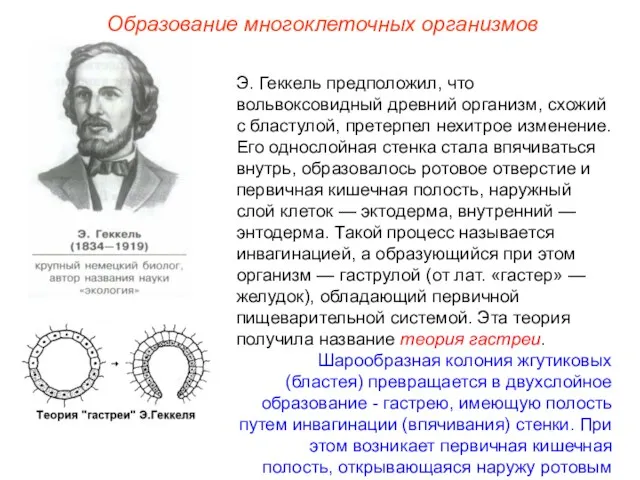 Э. Геккель предположил, что вольвоксовидный древний организм, схожий с бластулой,