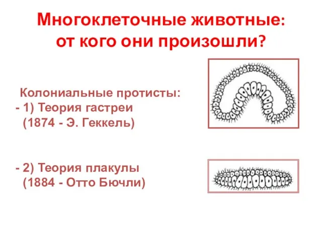 Многоклеточные животные: от кого они произошли? Колониальные протисты: 1) Теория