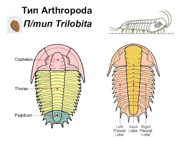 П/тип Trilobita Тип Arthropoda