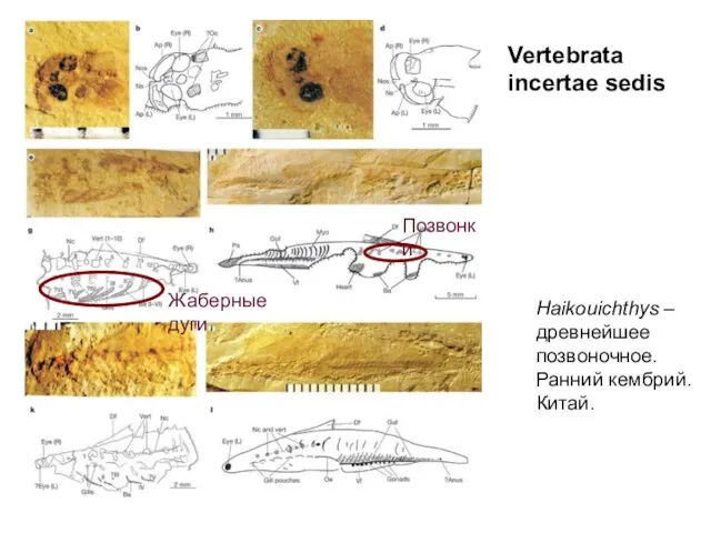 Haikouichthys – древнейшее позвоночное. Ранний кембрий. Китай. Позвонки Жаберные дуги Vertebrata incertae sedis
