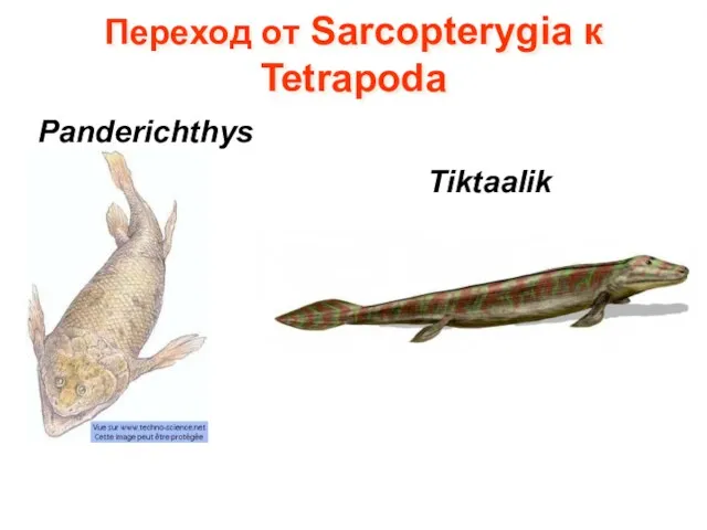 Переход от Sarcopterygia к Tetrapoda Panderichthys Tiktaalik