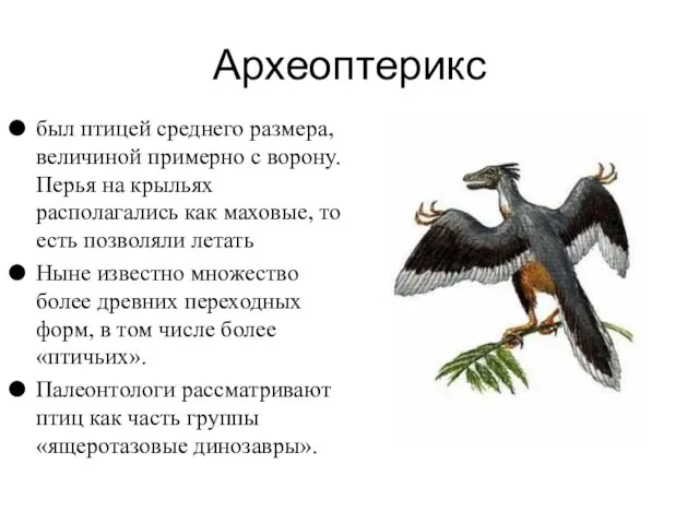 Археоптерикс был птицей среднего размера, величиной примерно с ворону. Перья