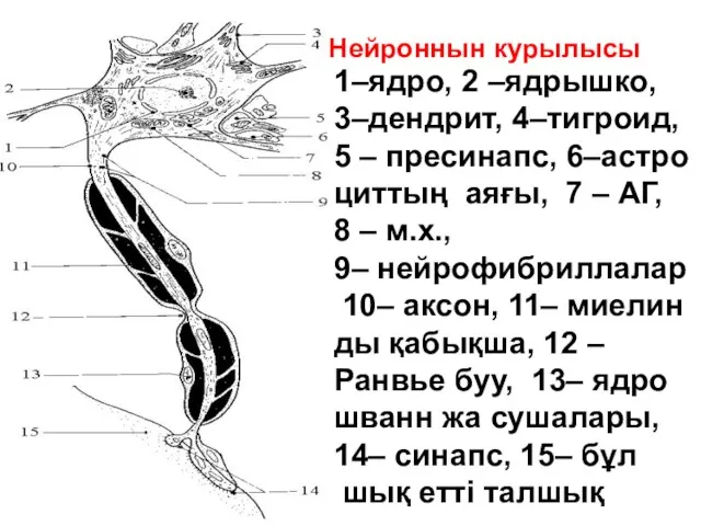 1–ядро, 2 –ядрышко, 3–дендрит, 4–тигроид, 5 – пресинапс, 6–астро циттың аяғы, 7 –