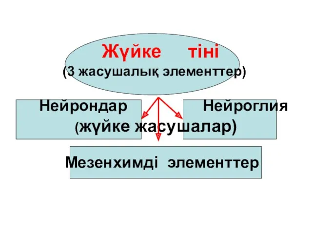 Жүйке тіні (3 жасушалық элементтер) Нейрондар Нейроглия (жүйке жасушалар) Мезенхимді элементтер