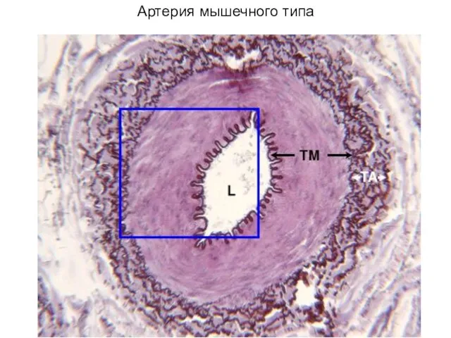 Артерия мышечного типа