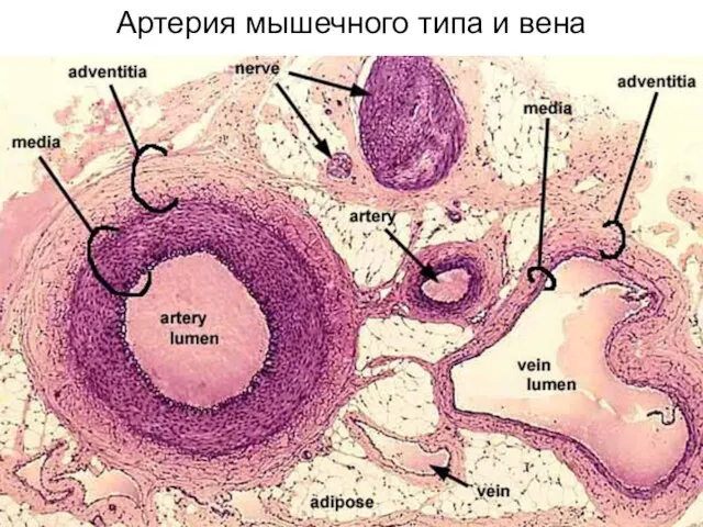 Артерия мышечного типа и вена