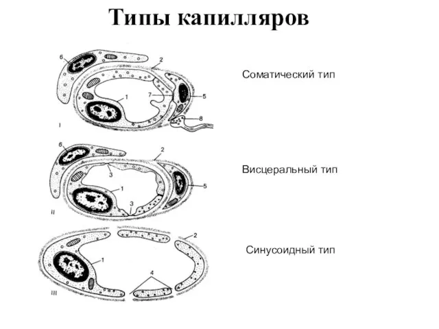 Типы капилляров Соматический тип Висцеральный тип Синусоидный тип
