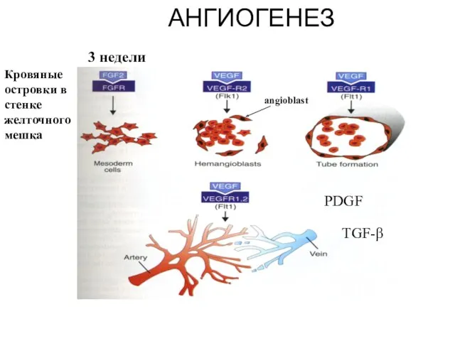 АНГИОГЕНЕЗ Кровяные островки в стенке желточного мешка 3 недели angioblast PDGF TGF-β