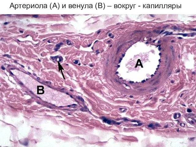 Артериола (A) и венула (B) – вокруг - капилляры