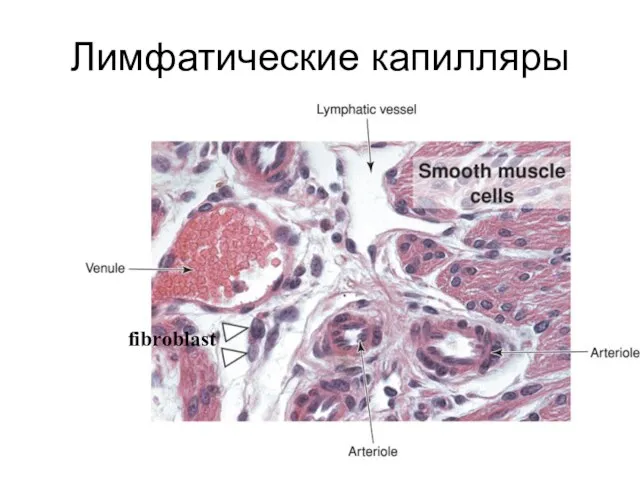 Лимфатические капилляры fibroblast