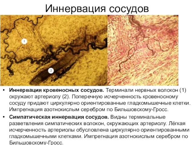 Иннервация сосудов Иннервация кровеносных сосудов. Терминали нервных волокон (1) окружают