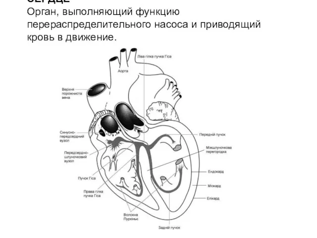 СЕРДЦЕ Орган, выполняющий функцию перераспределительного насоса и приводящий кровь в движение.