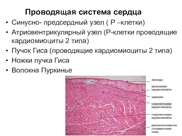 Проводящая система сердца Синусно- предсердный узел ( P –клетки) Атриовентрикулярный