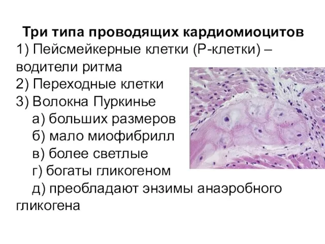 Три типа проводящих кардиомиоцитов 1) Пейсмейкерные клетки (Р-клетки) – водители