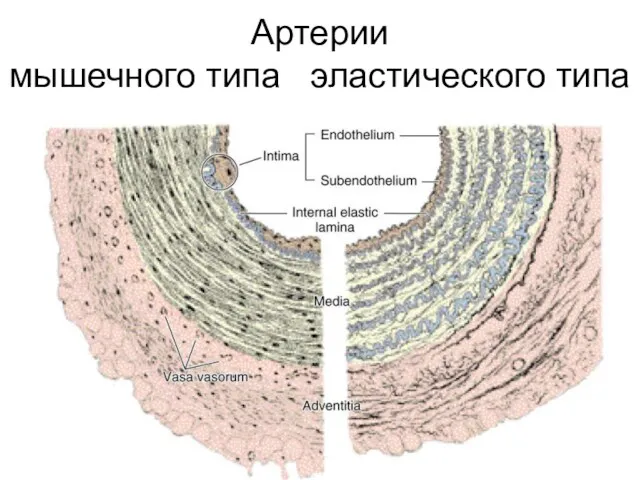 Артерии мышечного типа эластического типа