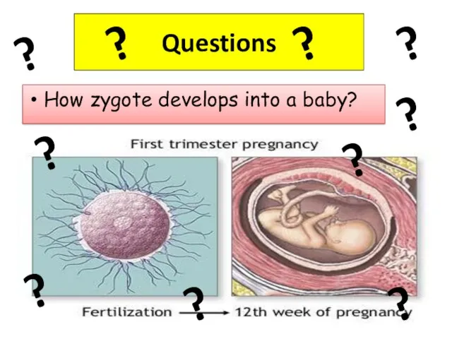 Questions How zygote develops into a baby? ? ? ? ? ? ?