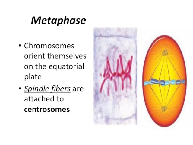 Metaphase Chromosomes orient themselves on the equatorial plate Spindle fibers are attached to centrosomes