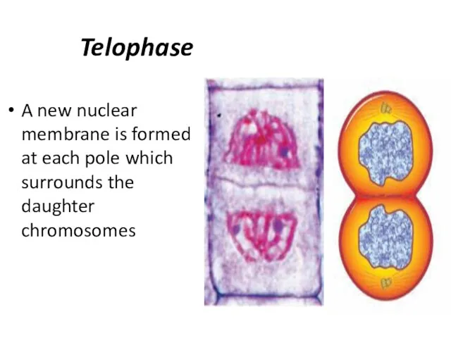 Telophase A new nuclear membrane is formed at each pole which surrounds the daughter chromosomes