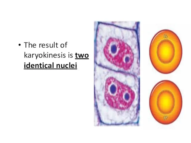 The result of karyokinesis is two identical nuclei