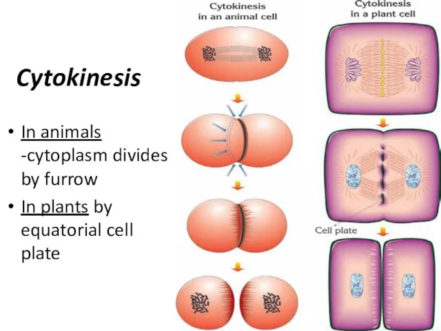 Cytokinesis In animals -cytoplasm divides by furrow In plants by equatorial cell plate