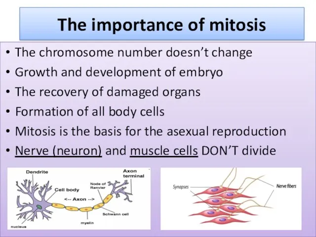The importance of mitosis The chromosome number doesn’t change Growth and development of
