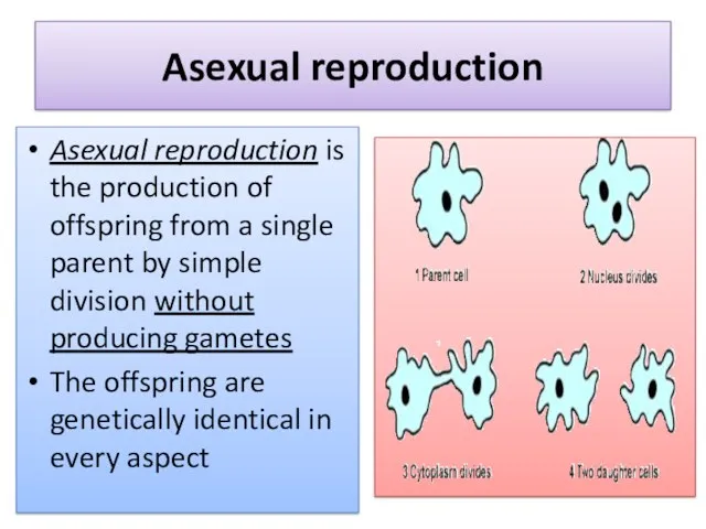 Asexual reproduction Asexual reproduction is the production of offspring from a single parent