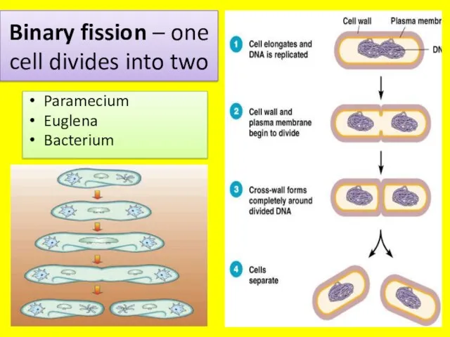 Binary fission – one cell divides into two Paramecium Euglena Bacterium