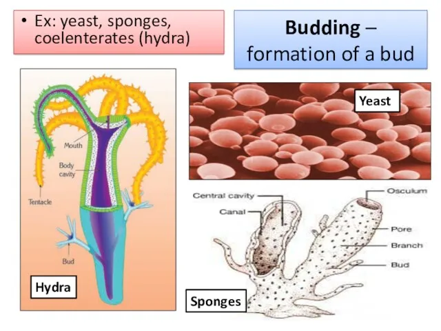 Budding – formation of a bud Ex: yeast, sponges, coelenterates (hydra) Yeast Sponges Hydra