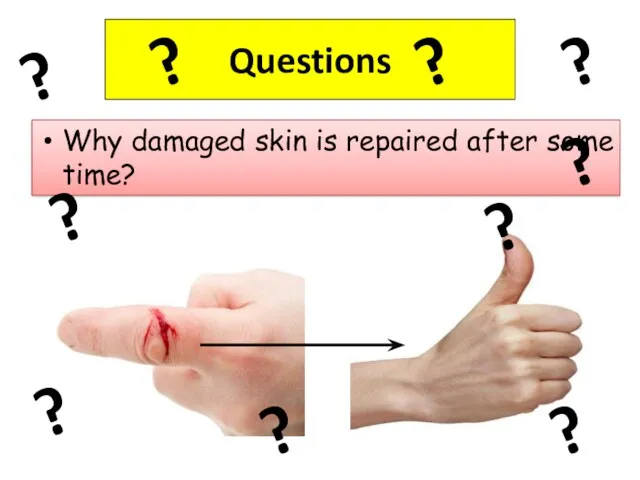 Questions Why damaged skin is repaired after some time? ? ? ? ?