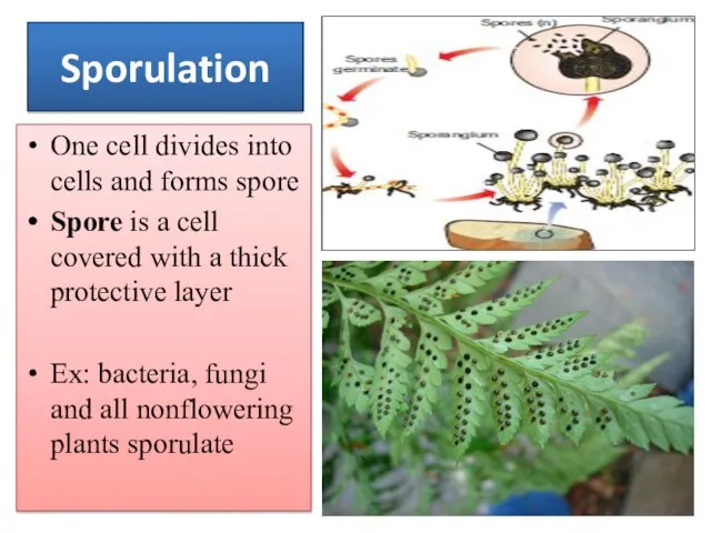 Sporulation One cell divides into cells and forms spore Spore is a cell