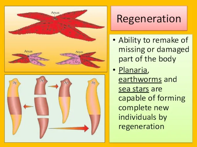 Regeneration Ability to remake of missing or damaged part of the body Planaria,