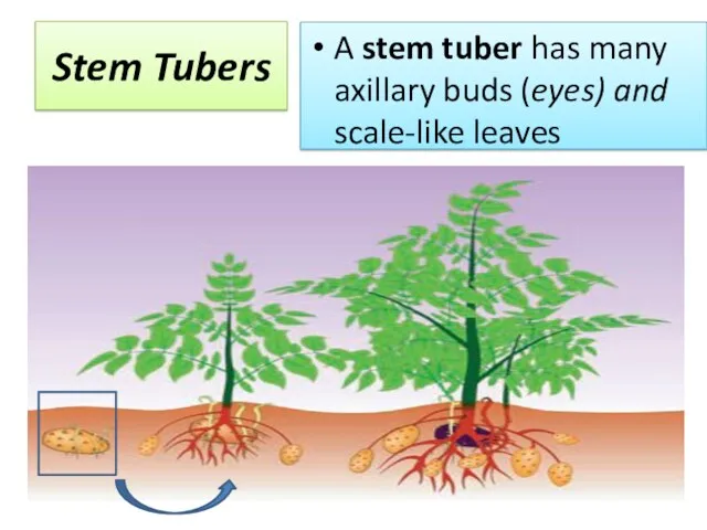 Stem Tubers A stem tuber has many axillary buds (eyes) and scale-like leaves