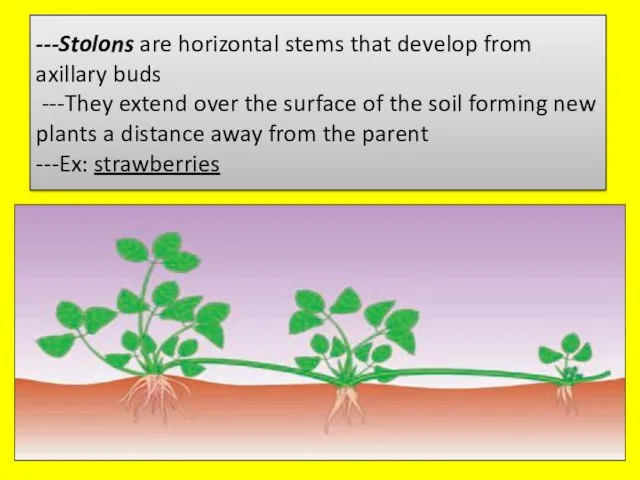 ---Stolons are horizontal stems that develop from axillary buds ---They extend over the
