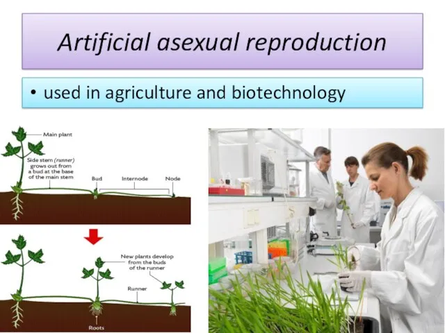 Artificial asexual reproduction used in agriculture and biotechnology