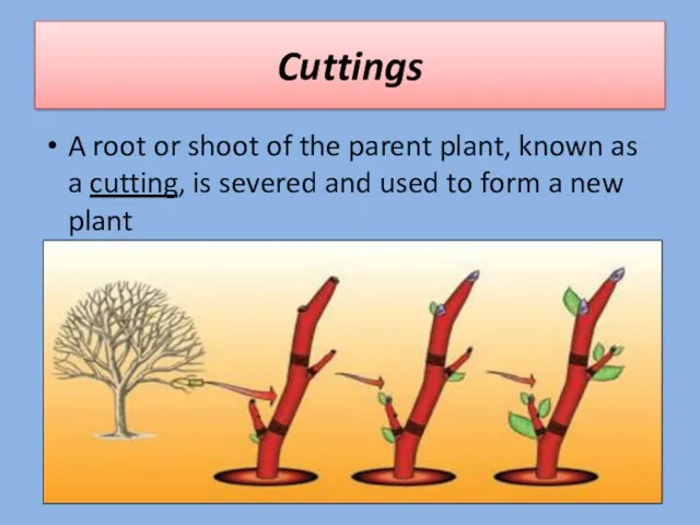 Cuttings A root or shoot of the parent plant, known as a cutting,