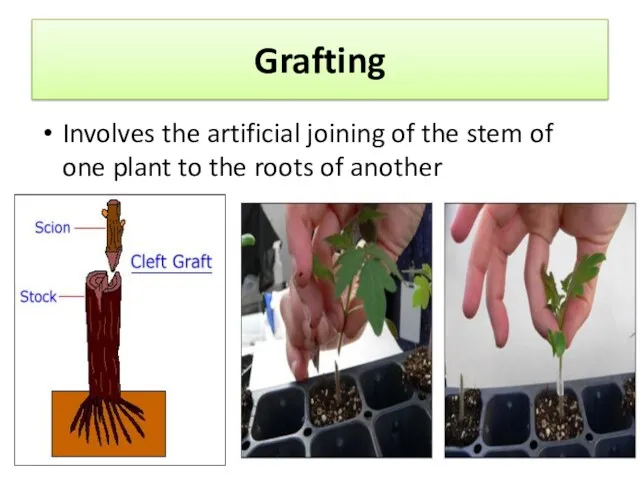Grafting Involves the artificial joining of the stem of one plant to the roots of another