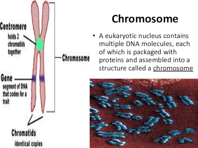 Chromosome A eukaryotic nucleus contains multiple DNA molecules, each of which is packaged